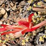 Upside-down Plant (Leptosema chambersii)