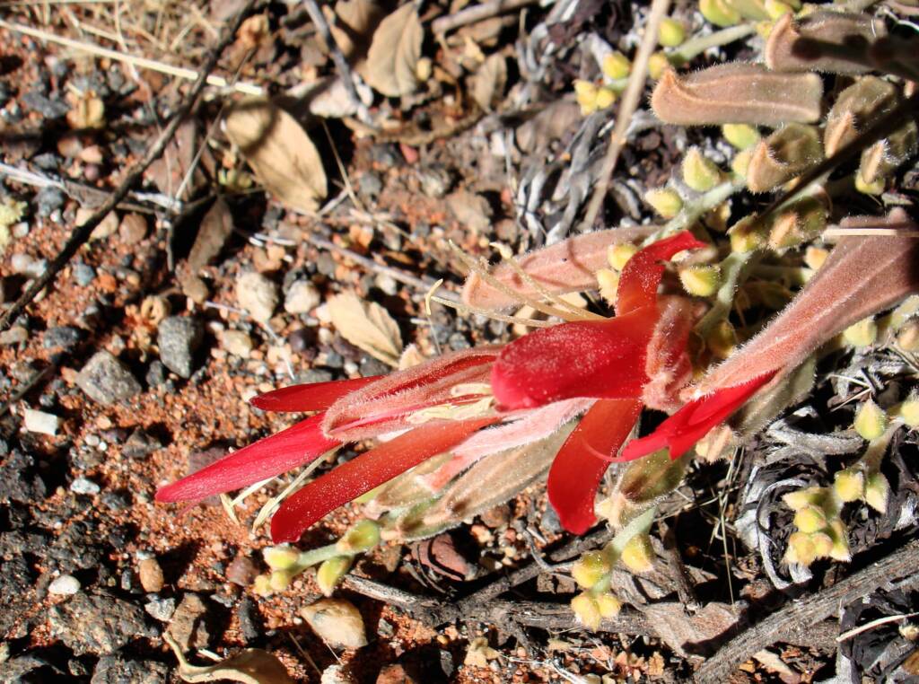 Upside-down Plant (Leptosema chambersii)