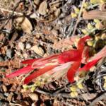 Upside-down Plant (Leptosema chambersii)