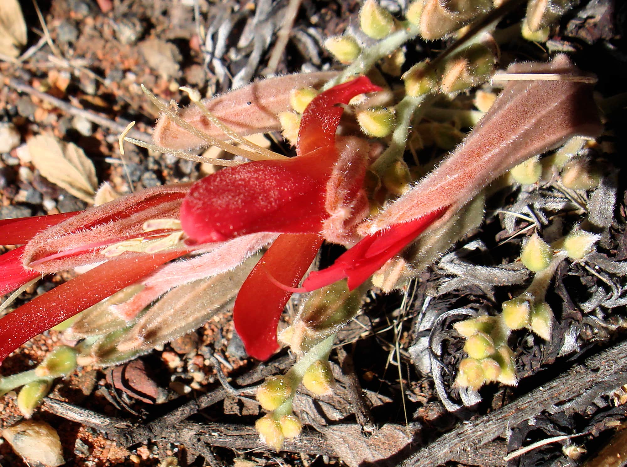 Upside-down Plant (Leptosema chambersii)