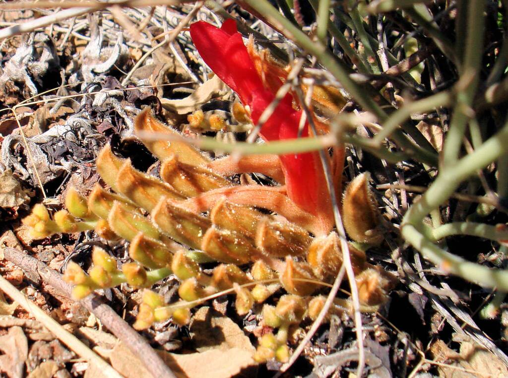 Upside-down Plant (Leptosema chambersii)