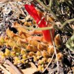 Upside-down Plant (Leptosema chambersii)