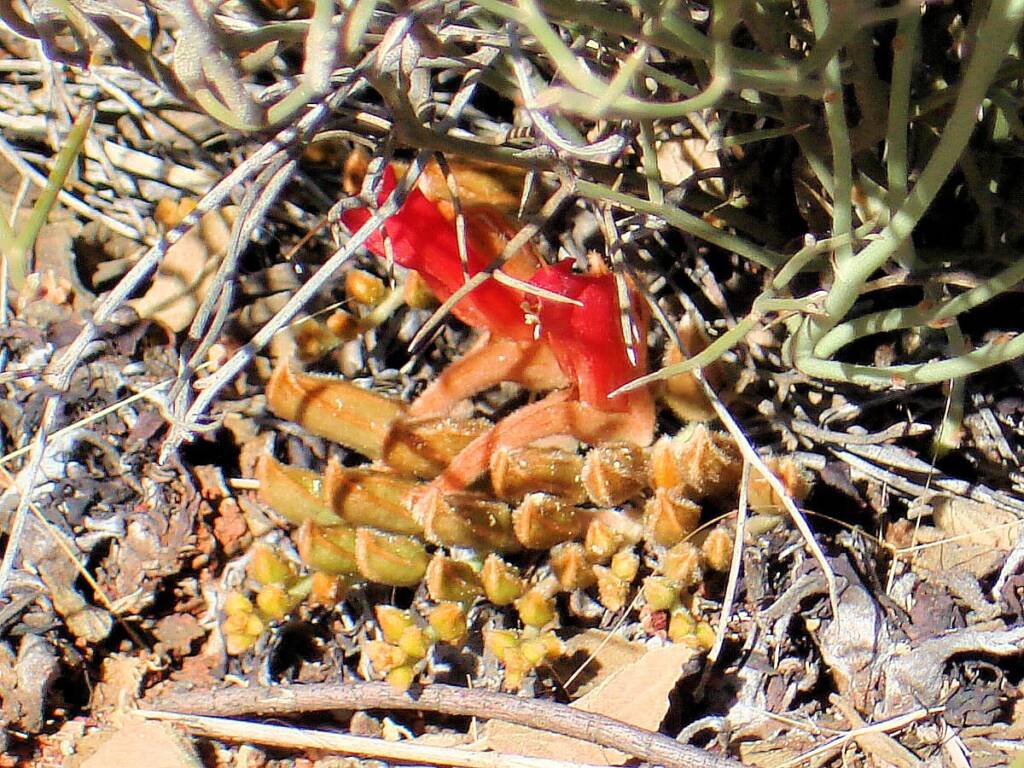 Upside-down Plant (Leptosema chambersii)
