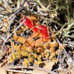 Upside-down Plant (Leptosema chambersii)