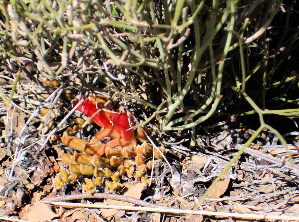 Upside-down Plant (Leptosema chambersii)