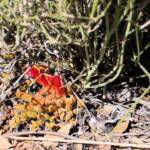 Upside-down Plant (Leptosema chambersii)