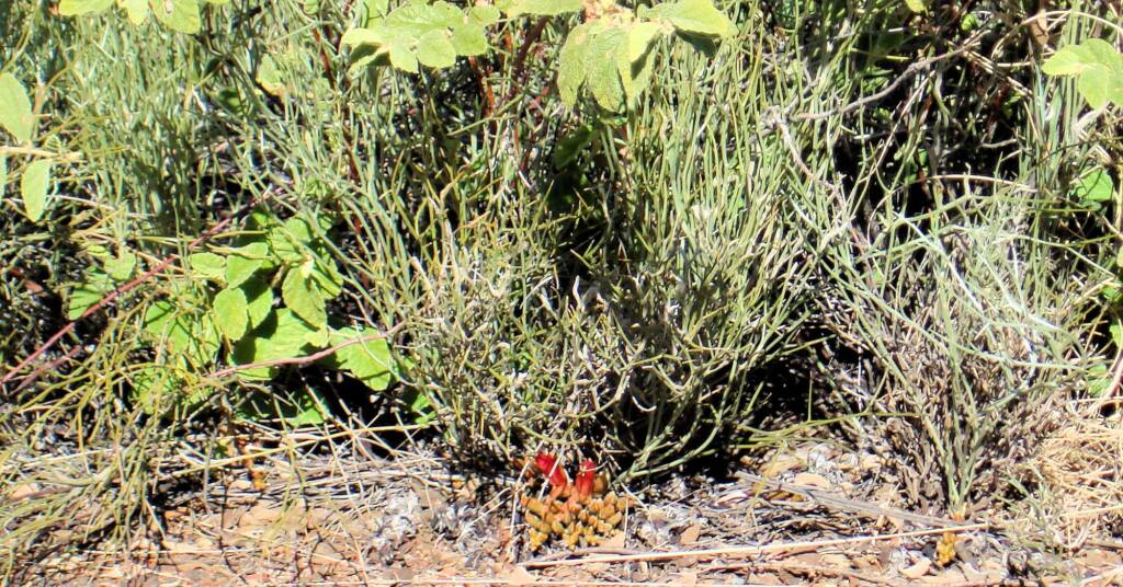 Upside-down Plant (Leptosema chambersii)