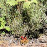 Upside-down Plant (Leptosema chambersii)