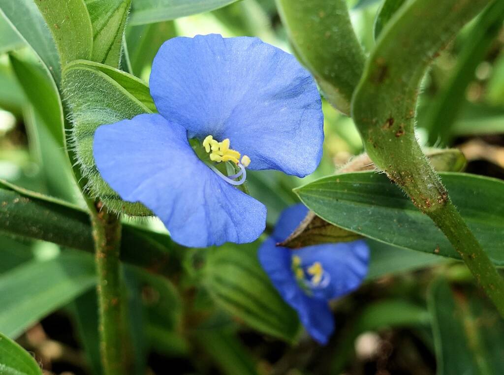 Wandering Jew (Commelina ensifolia), Ormiston Gorge
