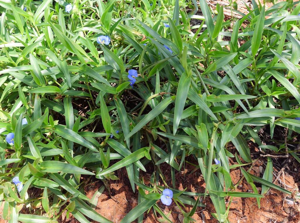 Wandering Jew (Commelina ensifolia), Ormiston Gorge