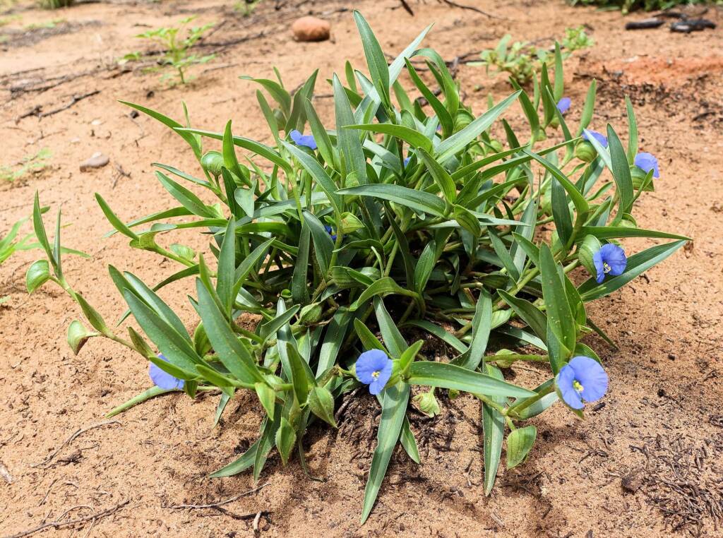 Wandering Jew (Commelina ensifolia), Ormiston Gorge