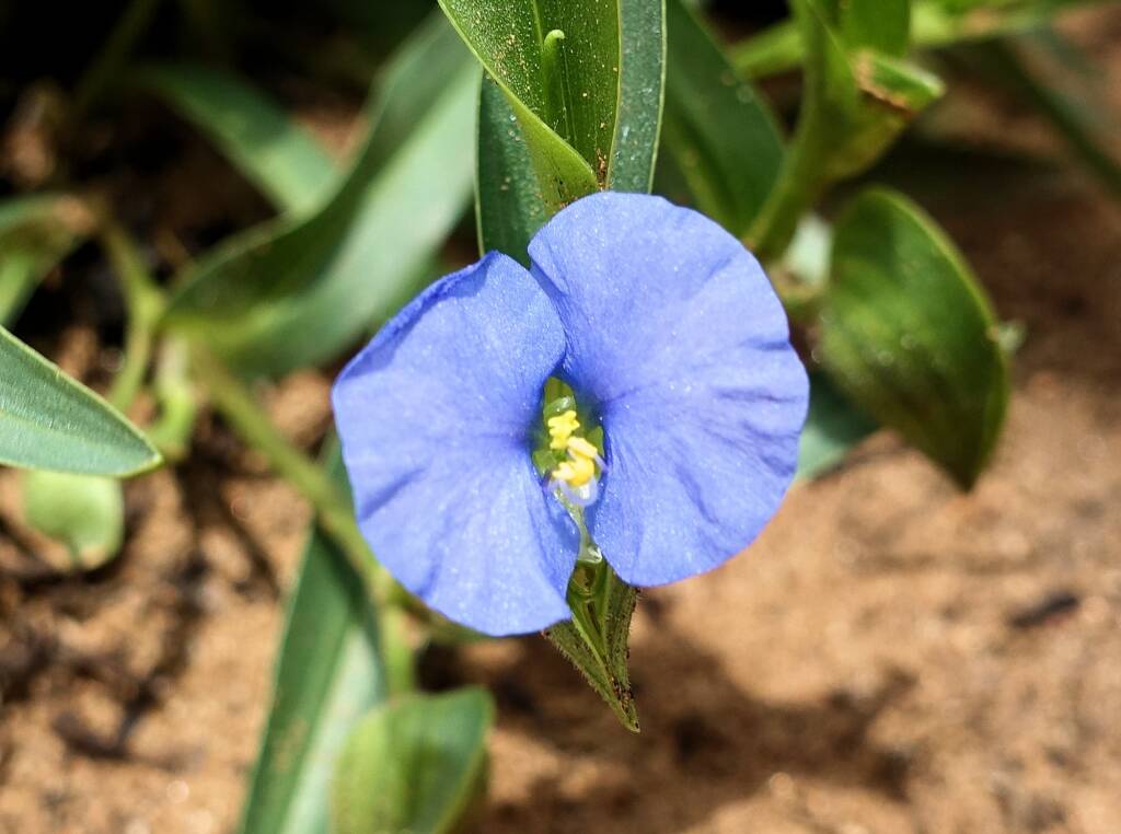 Wandering Jew (Commelina ensifolia), Ormiston Gorge