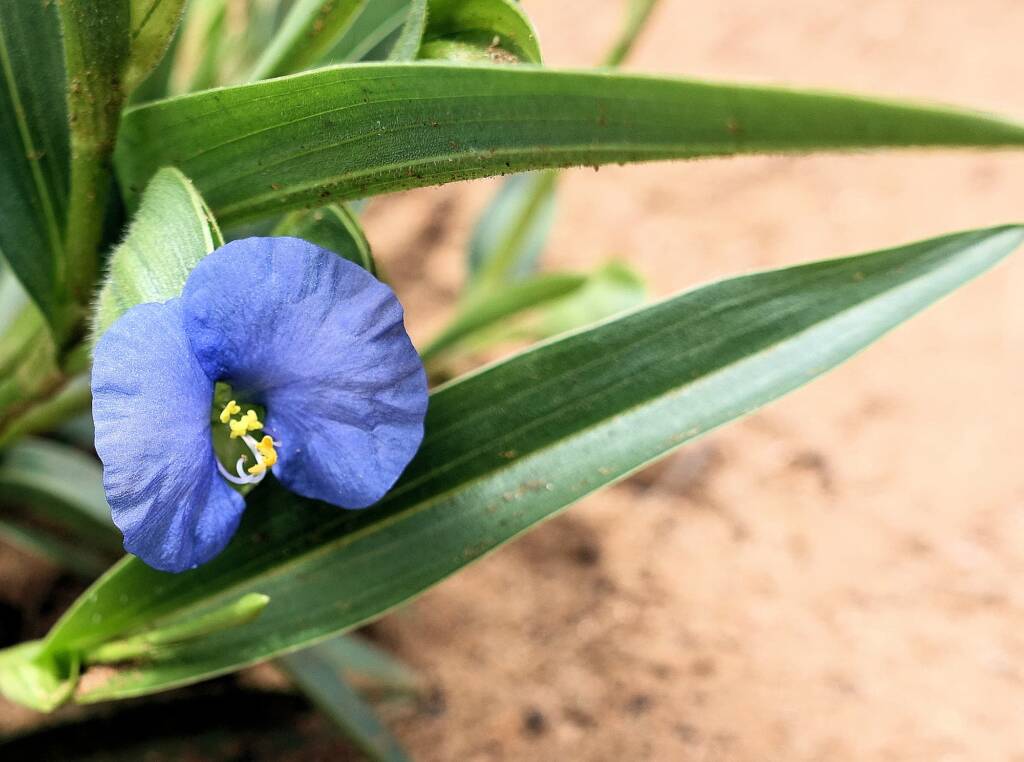 Wandering Jew (Commelina ensifolia), Ormiston Gorge