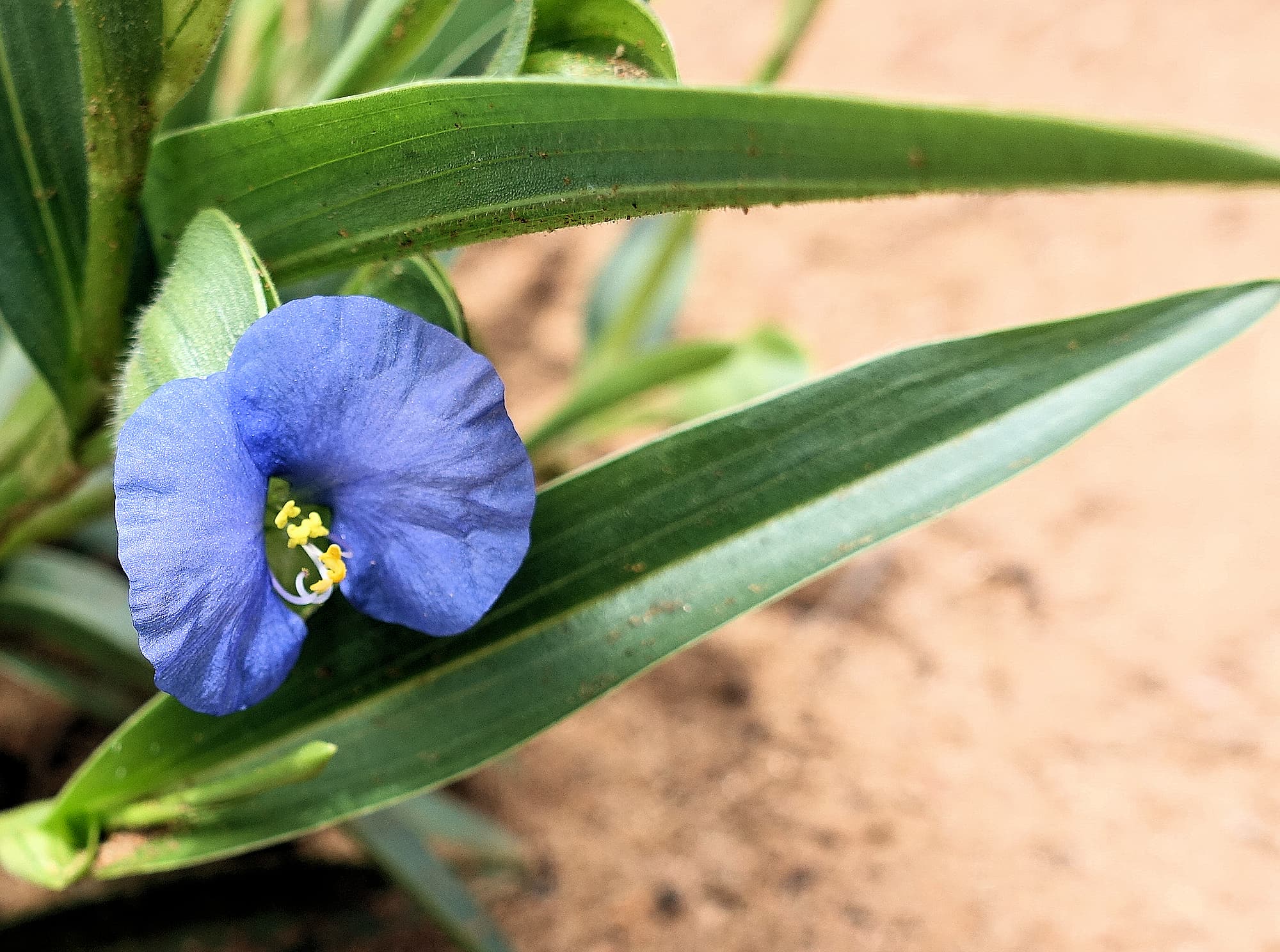 Wandering Jew (Commelina ensifolia), Ormiston Gorge