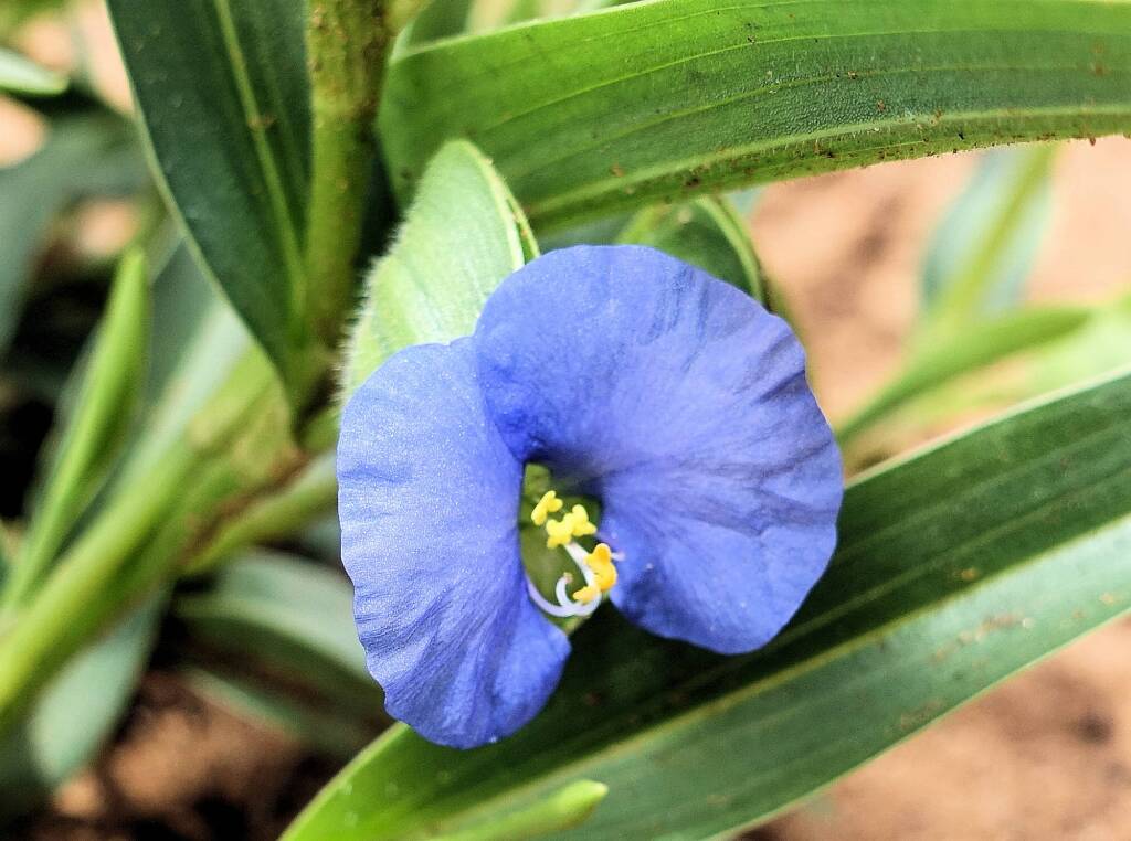 Wandering Jew (Commelina ensifolia), Ormiston Gorge