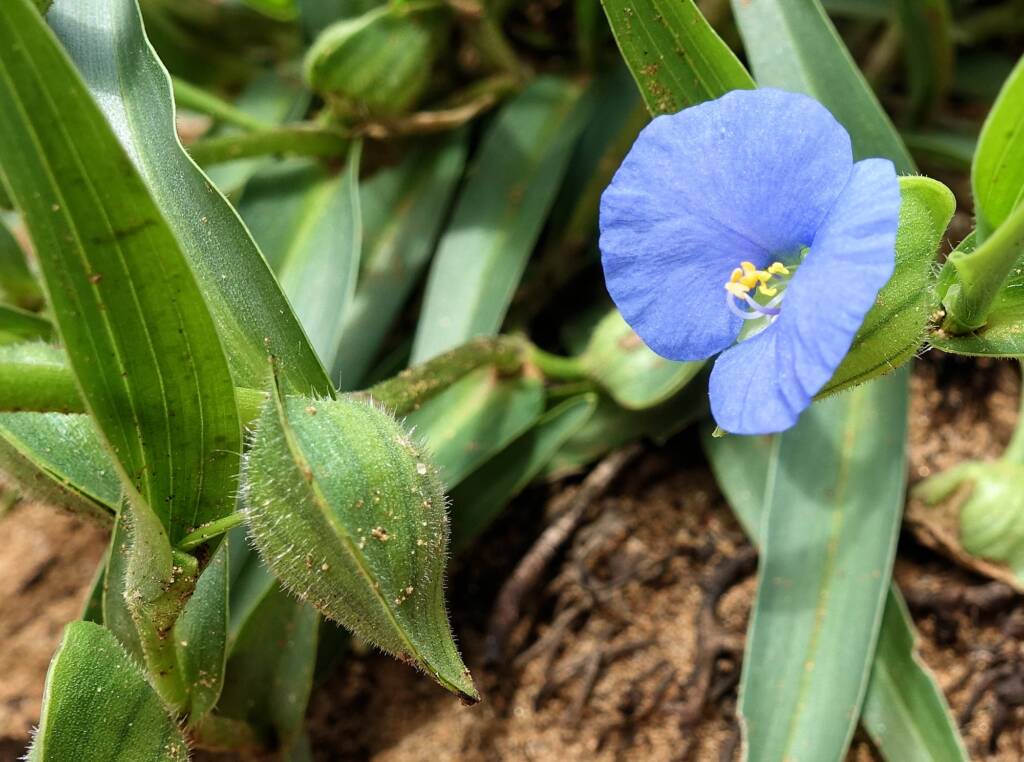 Wandering Jew (Commelina ensifolia), Ormiston Gorge