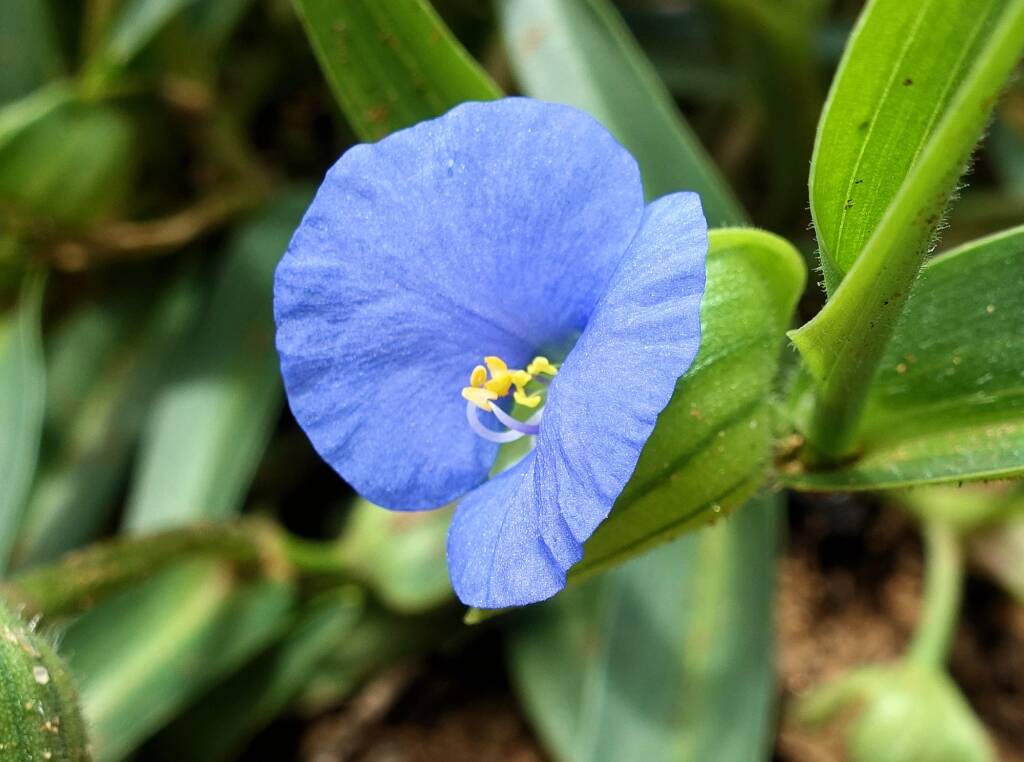 Wandering Jew (Commelina ensifolia), Ormiston Gorge