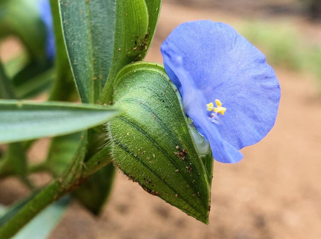 Wandering Jew (Commelina ensifolia), Ormiston Gorge