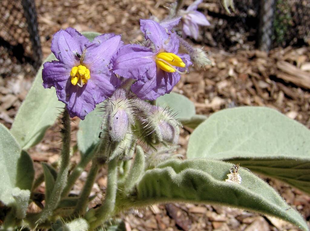 Wild Tomato (Solanum quadriloculatum), Olive Pink Botanic Garden