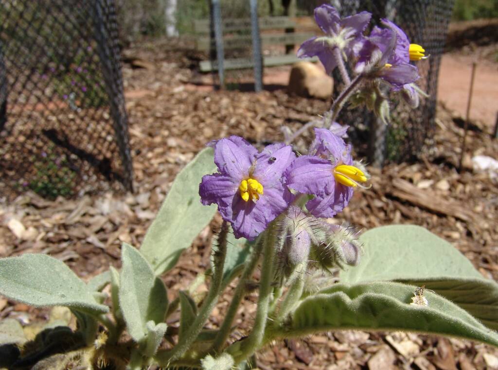 Wild Tomato (Solanum quadriloculatum), Olive Pink Botanic Garden