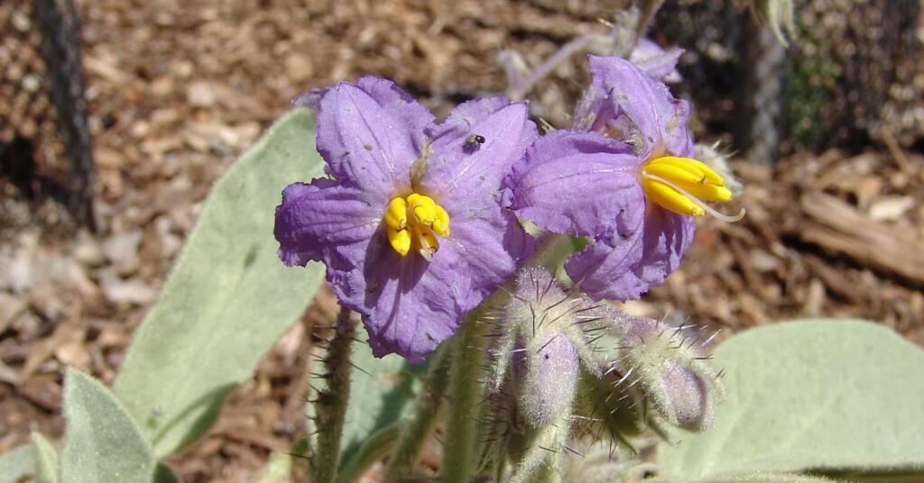 Wild Tomato (Solanum quadriloculatum), Olive Pink Botanic Garden