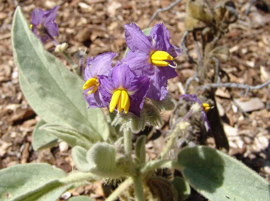 Wild Tomato (Solanum quadriloculatum), Olive Pink Botanic Garden