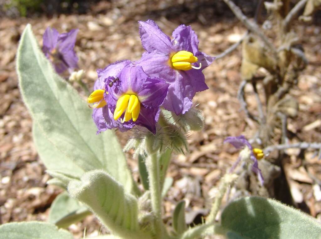 Wild Tomato (Solanum quadriloculatum), Olive Pink Botanic Garden