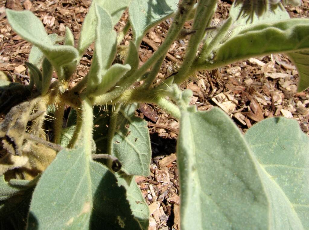 Wild Tomato (Solanum quadriloculatum), Olive Pink Botanic Garden
