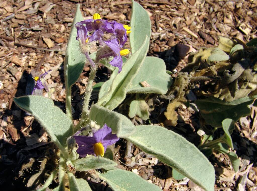 Wild Tomato (Solanum quadriloculatum), Olive Pink Botanic Garden