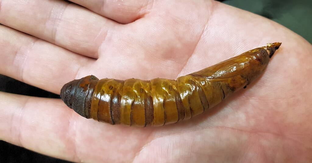 Witchetty grub cocoon