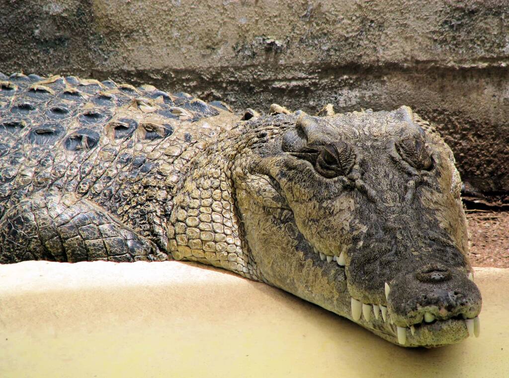 Australian Saltwater Crocodile (Crocodylus porosus), Alice Springs Reptile Centre