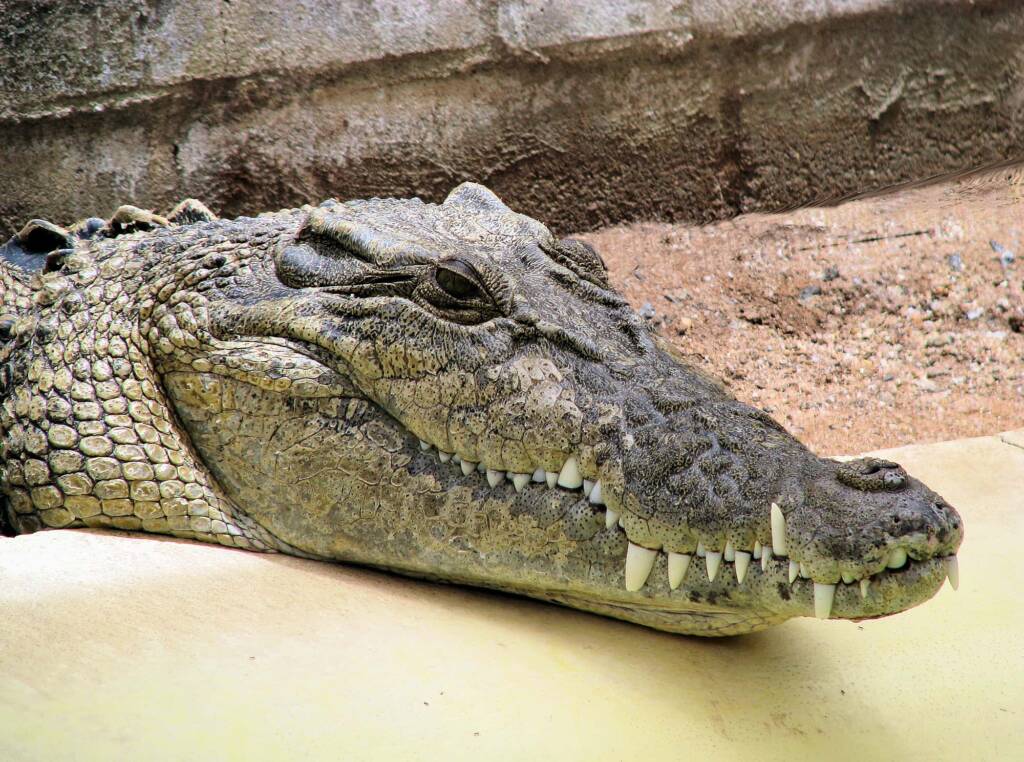 Australian Saltwater Crocodile (Crocodylus porosus), Alice Springs Reptile Centre