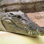 Australian Saltwater Crocodile (Crocodylus porosus), Alice Springs Reptile Centre