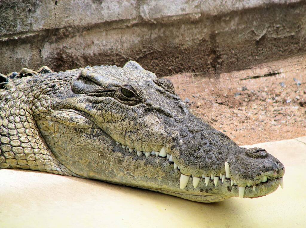 Australian Saltwater Crocodile (Crocodylus porosus), Alice Springs Reptile Centre