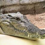 Australian Saltwater Crocodile (Crocodylus porosus), Alice Springs Reptile Centre