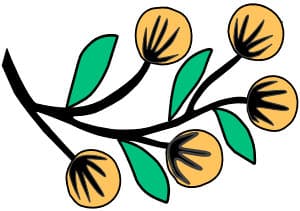 Bush Tomatoes ยฉ Trephina Sultan