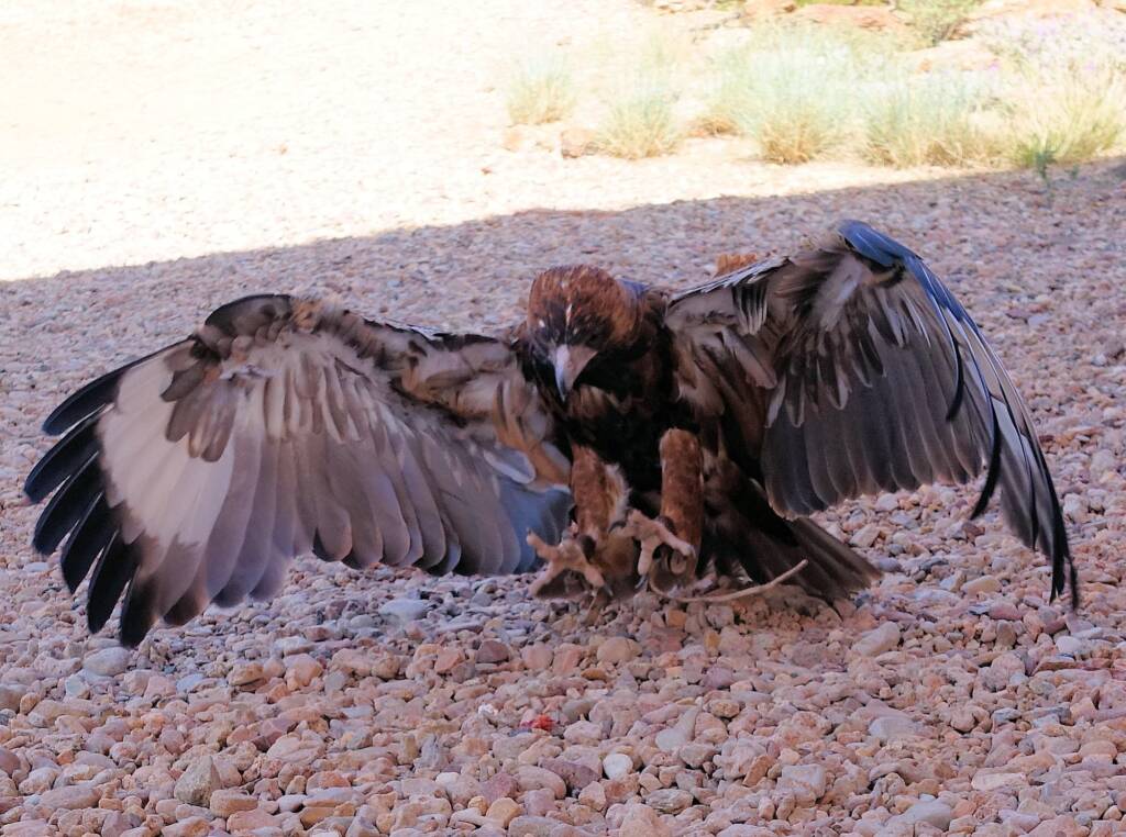Black-breasted Buzzard (Hamirostra melanosternon) - Birds of Prey Show, Alice Springs Desert Park