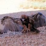 Black-breasted Buzzard (Hamirostra melanosternon) - Birds of Prey Show, Alice Springs Desert Park