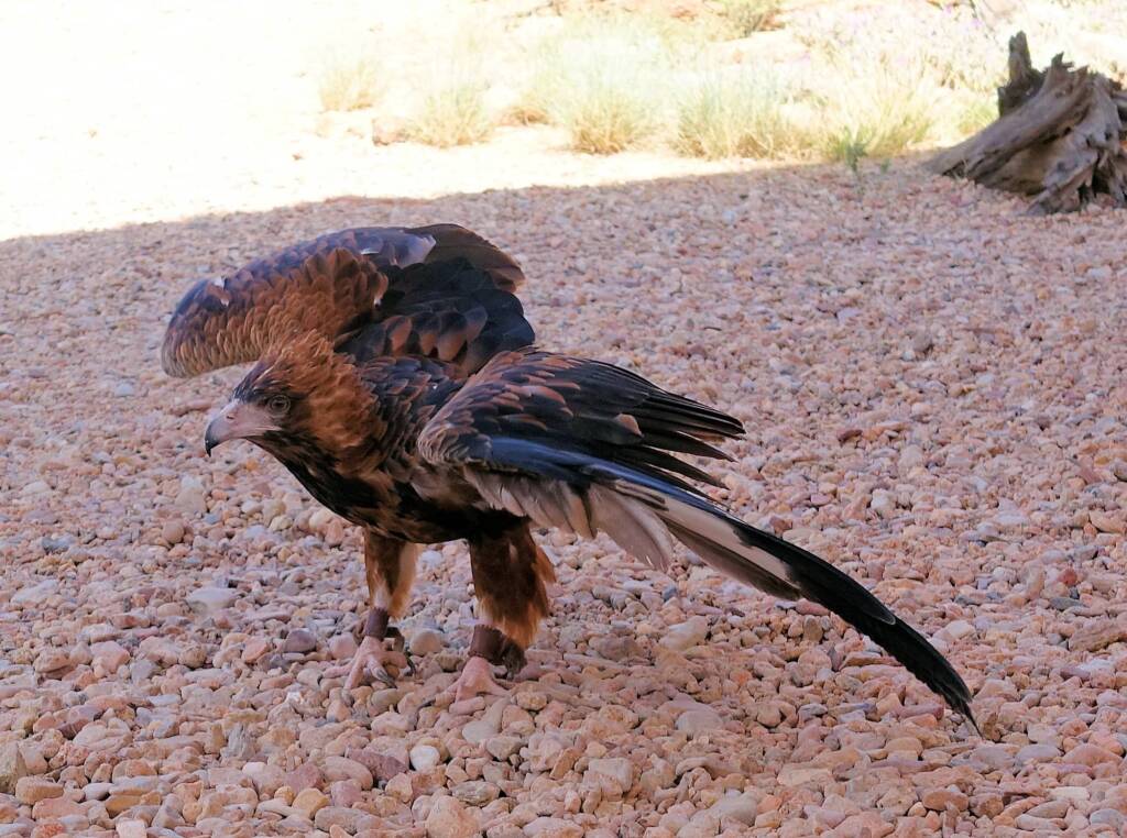 Black-breasted Buzzard (Hamirostra melanosternon) - Birds of Prey Show, Alice Springs Desert Park