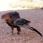 Black-breasted Buzzard (Hamirostra melanosternon) - Birds of Prey Show, Alice Springs Desert Park