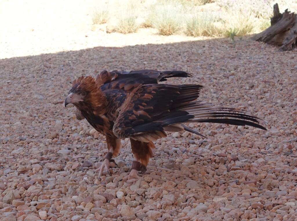 Black-breasted Buzzard (Hamirostra melanosternon) - Birds of Prey Show, Alice Springs Desert Park