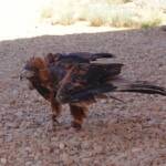 Black-breasted Buzzard (Hamirostra melanosternon) - Birds of Prey Show, Alice Springs Desert Park