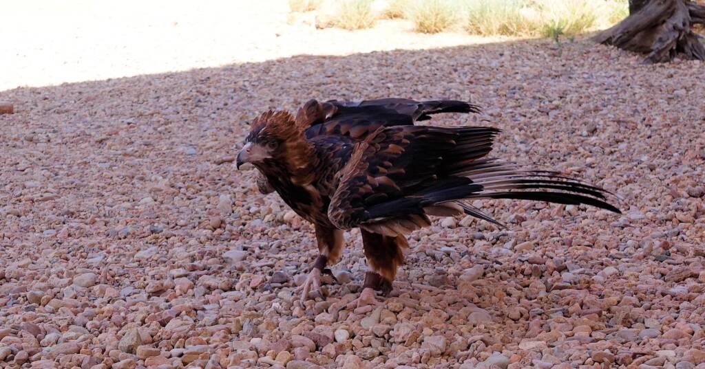 Black-breasted Buzzard (Hamirostra melanosternon) - Birds of Prey Show, Alice Springs Desert Park
