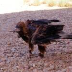 Black-breasted Buzzard (Hamirostra melanosternon) - Birds of Prey Show, Alice Springs Desert Park
