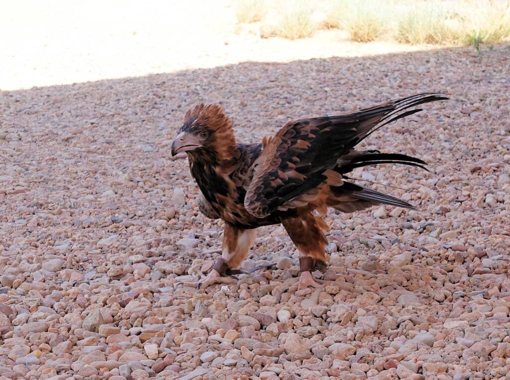 Black-breasted Buzzard (Hamirostra melanosternon) - Birds of Prey Show, Alice Springs Desert Park
