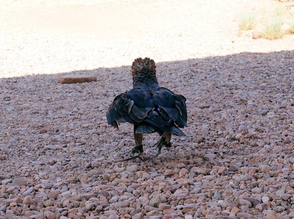 Black-breasted Buzzard (Hamirostra melanosternon) - Birds of Prey Show, Alice Springs Desert Park