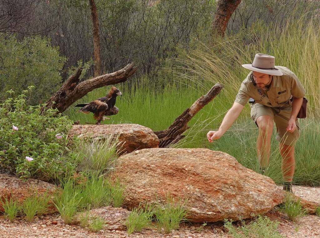 Black-breasted Buzzard (Hamirostra melanosternon) - Birds of Prey Show, Alice Springs Desert Park