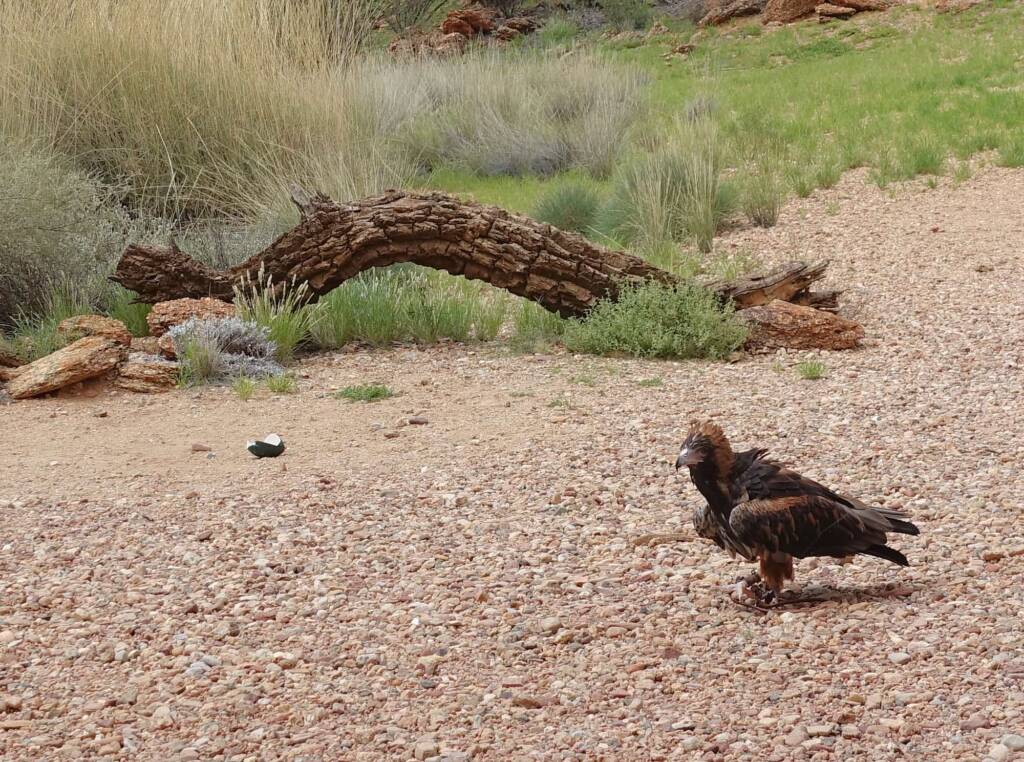 Black-breasted Buzzard (Hamirostra melanosternon) - Birds of Prey Show, Alice Springs Desert Park