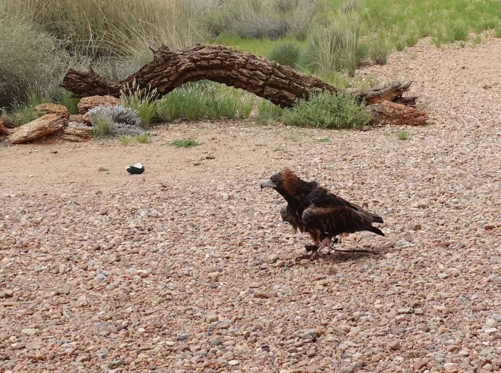 Black-breasted Buzzard (Hamirostra melanosternon) - Bird of Prey Show, Alice Springs Desert Park