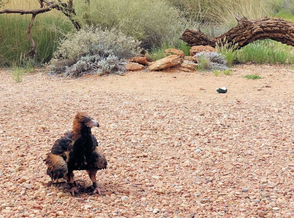 melanosternon) - Birds of Prey Show, Alice Springs Desert Park